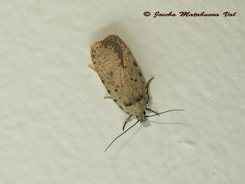 Agonopterix yeatiana - Elachistidae ? No, Agonopterix adspersella